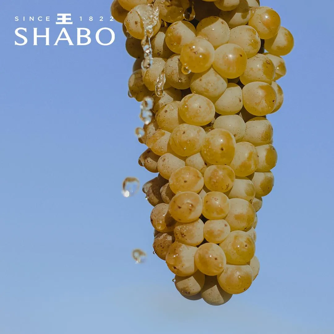 shabo вино шабо