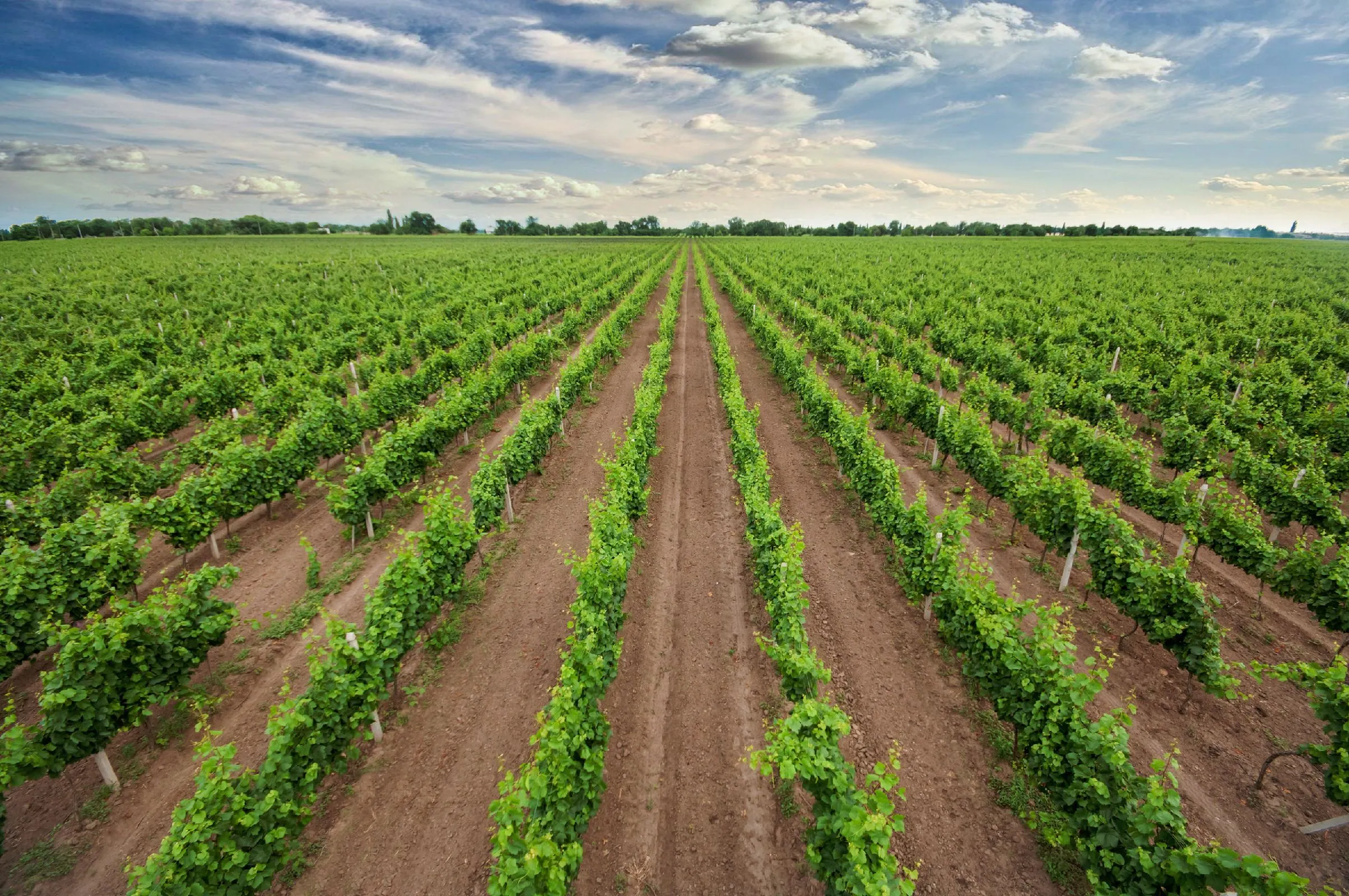 Те же ягоды, которые еще в этом августе были на лозе лучшего терруара, уже сегодня SHABO Молодое 2020. Те же ягоды, которые еще в этом августе были на лозе лучшего терруара, уже сегодня SHABO Молодое 2020.