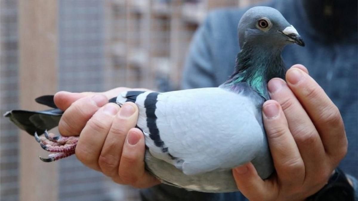 Бельгійського голуба для перегонів продали за рекордно велику ціну: деталі