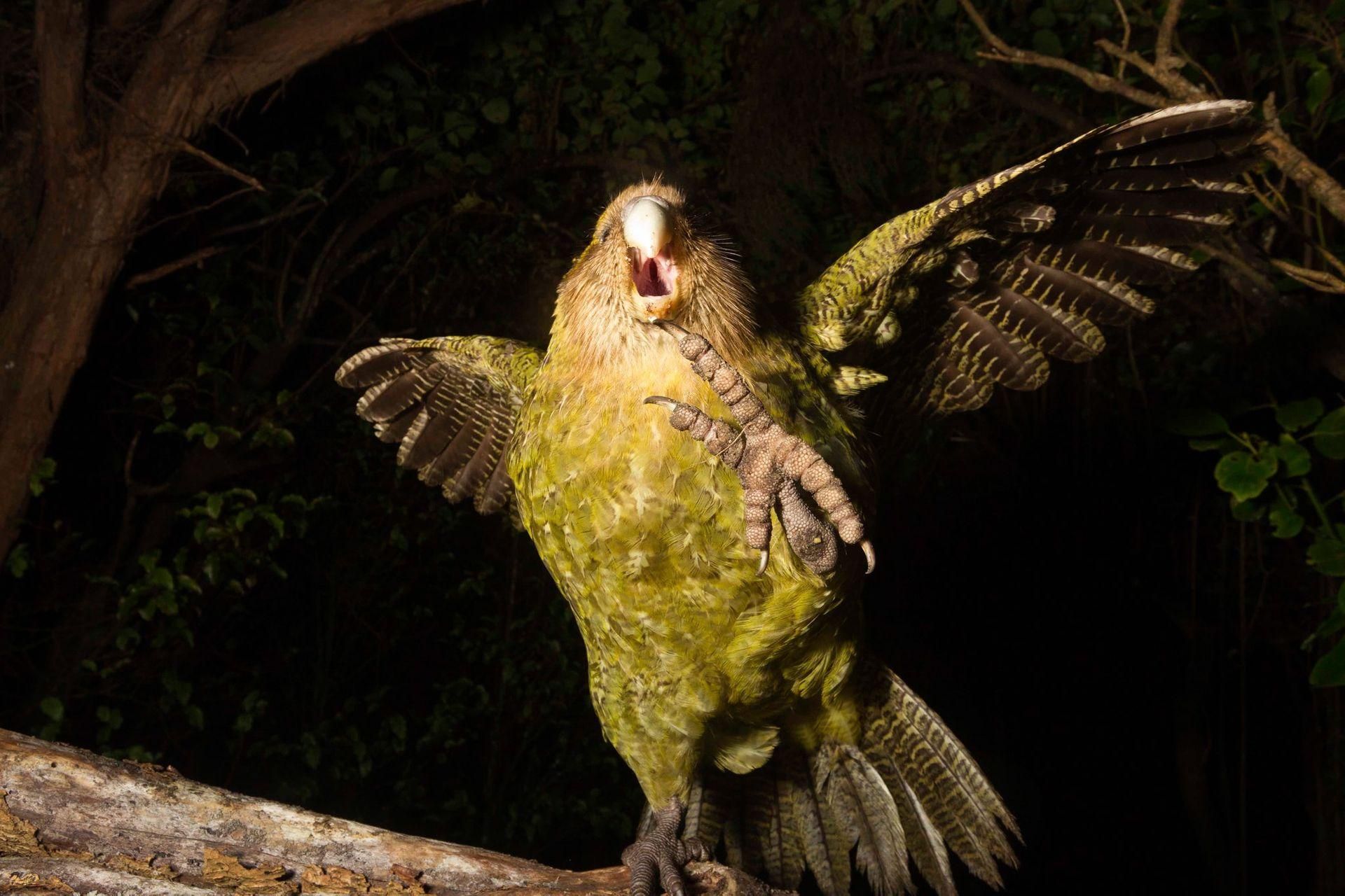 Птицей года в Новой Зеландии стал какапо: милые фото