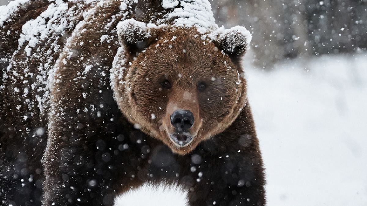 На Аляске самолет сбил медведицу, ее детеныш уцелел: фото На Аляске самолет сбил медведицу, ее детеныш уцелел: фото
