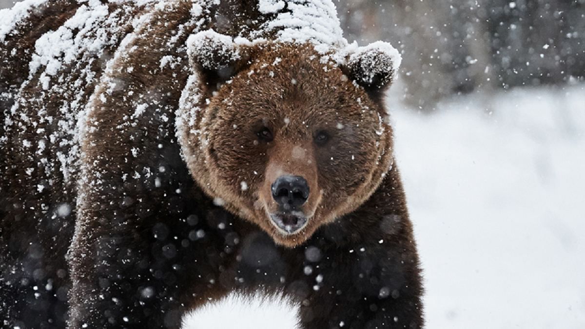 На Аляске самолет сбил медведицу, ее детеныш уцелел: фото