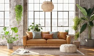 Ідеальні рослини для темної кімнати: ТОП-3