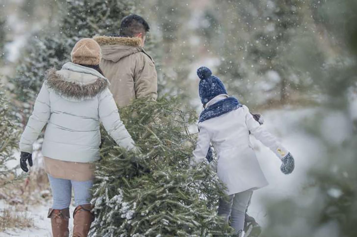 Франция начинает продажи рождественских елок как товара первой необходимости Франция начинает продажи рождественских елок как товара первой необходимости