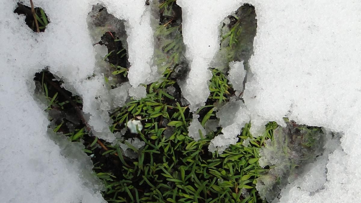 В Киеве коммунальщики стригут газоны когда идет снег