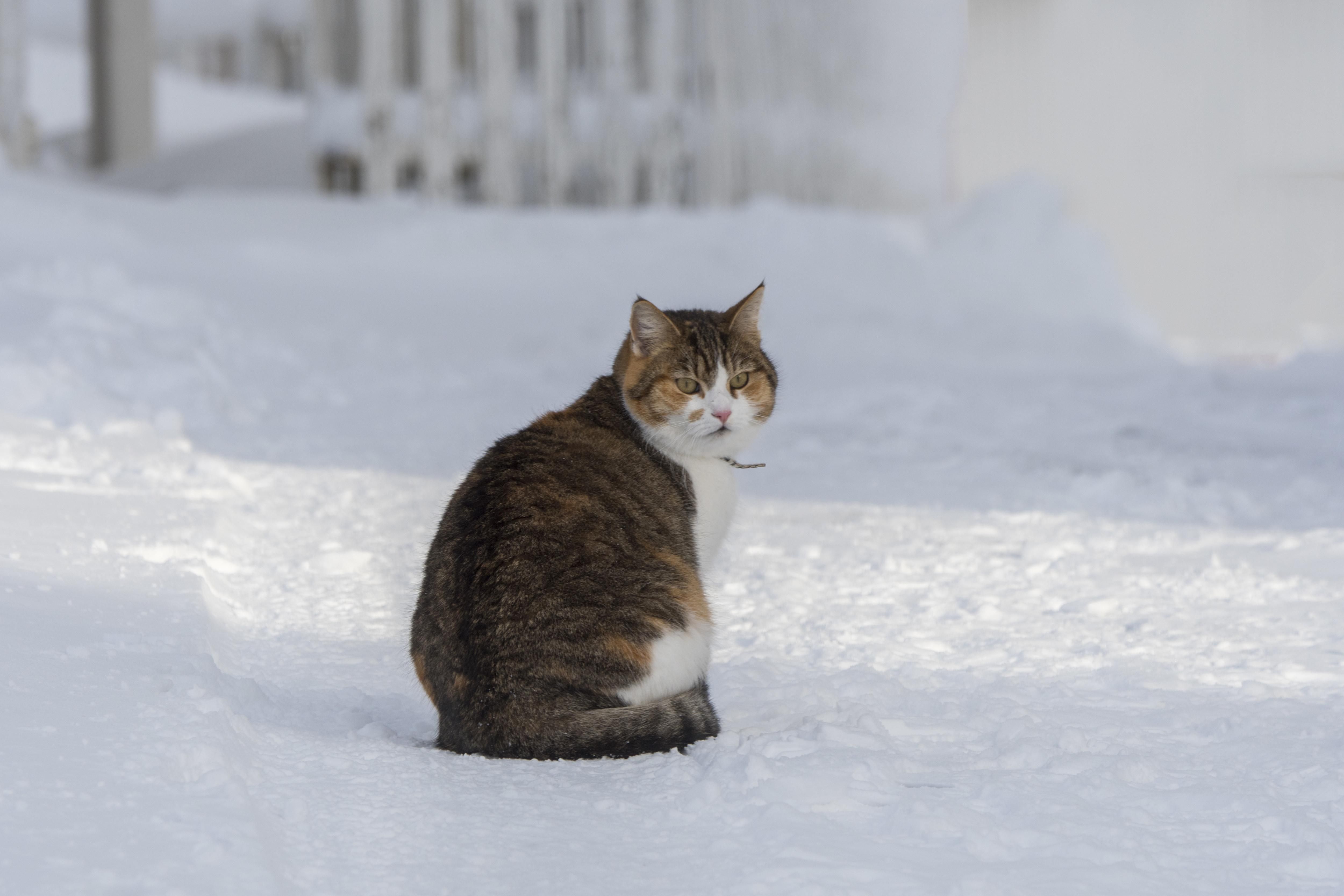 Циклон Thodo в Україні 19–20 листопада 2020: морози до -14 Циклон Thodo в Україні 19–20 листопада 2020: морози до -14