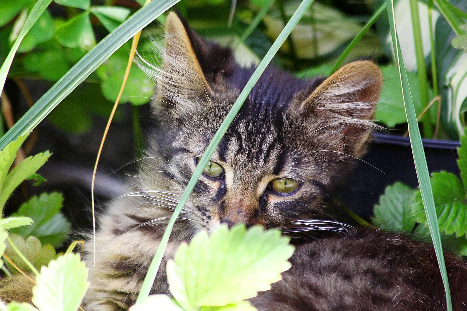 У Львові безкоштовно стерилізуватимуть безпритульних котів У Львові безкоштовно стерилізуватимуть безпритульних котів