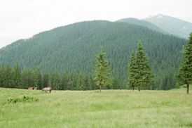 На высоте 1600 метров: в Карпатах нашли старинную 8-конечную хижину – фото