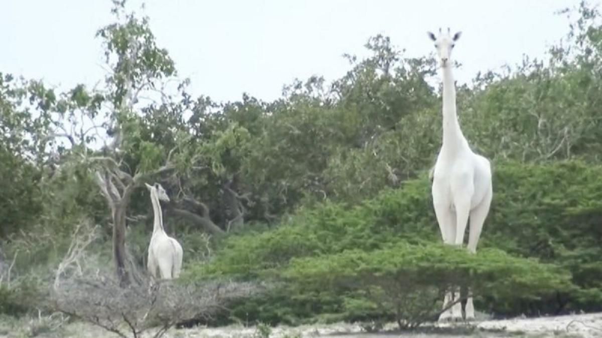 Единственного в мире белого жираф спасают с помощью GPS-трекера