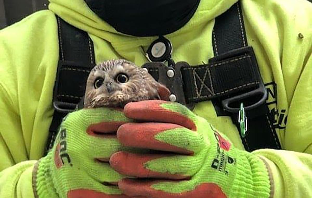 У США врятували маленьке совеня: дитинча ховалося у гілках ялинки У США врятували маленьке совеня: дитинча ховалося у гілках ялинки