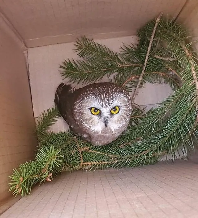 США врятували сича совеня зоозахисники США врятували сича совеня зоозахисники