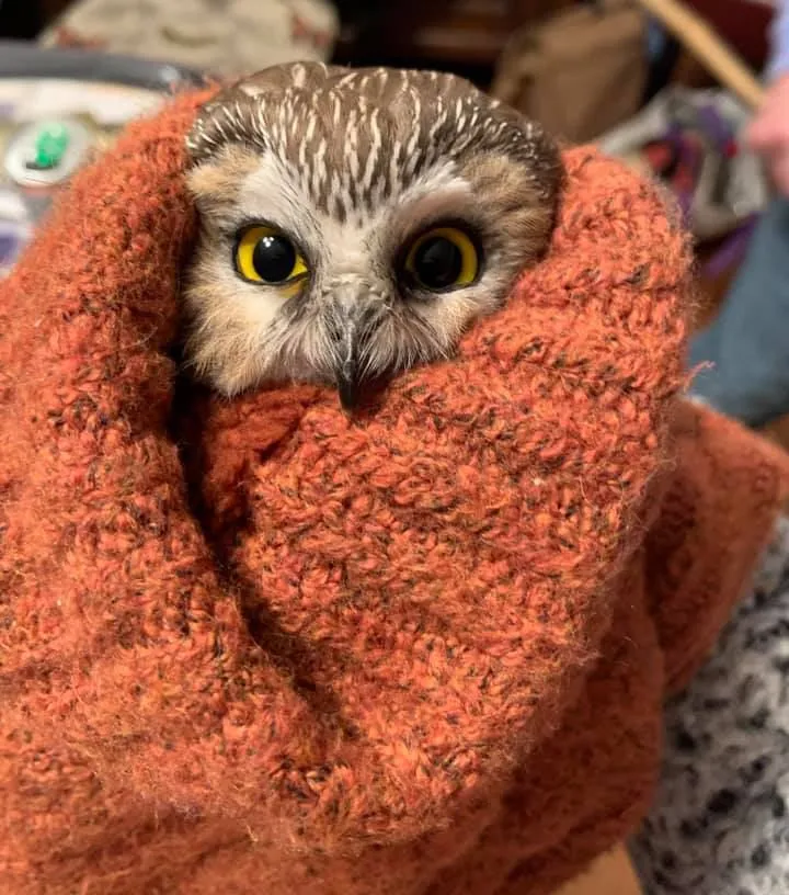 США врятували сича совеня зоозахисники США врятували сича совеня зоозахисники