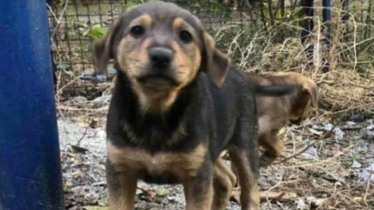 У Дніпрі діти до смерті забили двомісячне цуценя