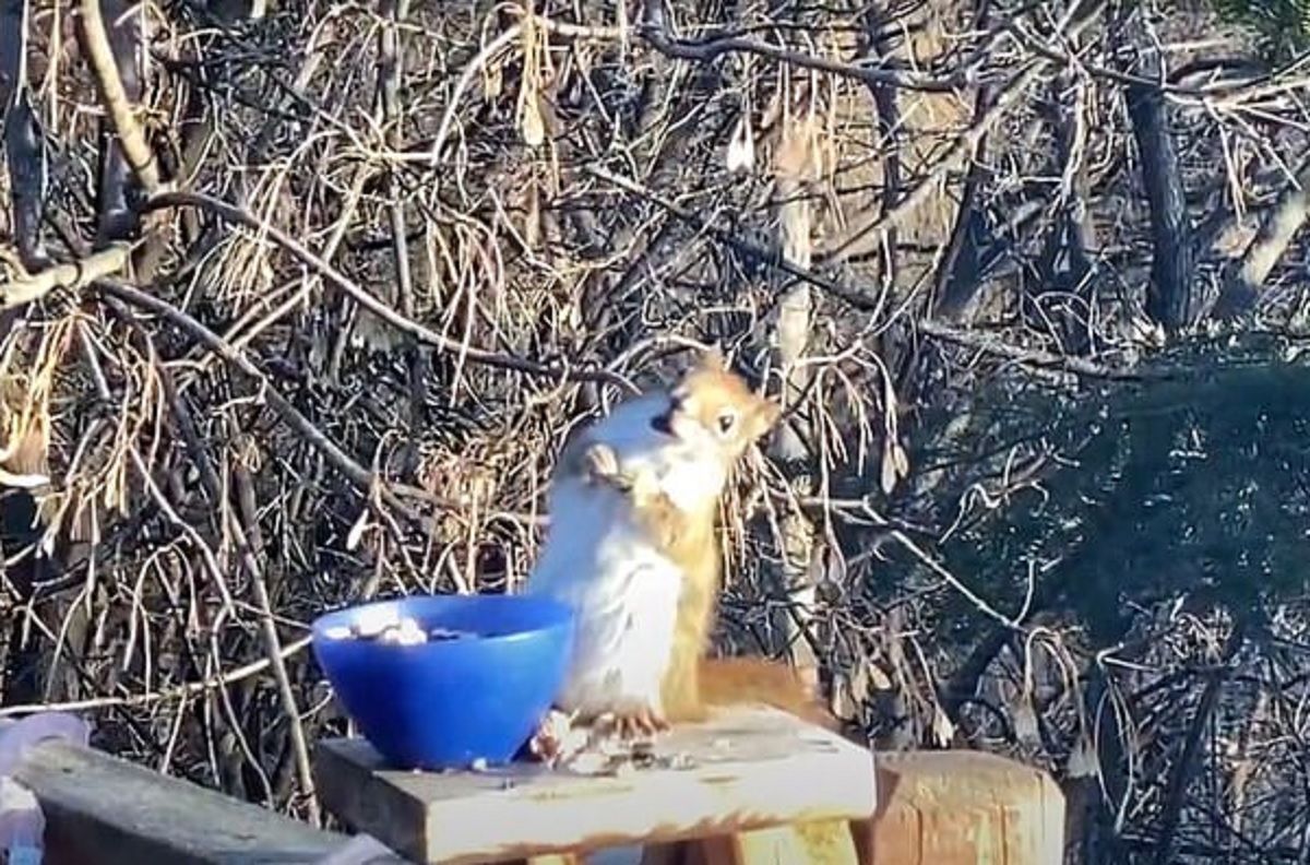 В США белка съела несвежую грушу и опьянела: смешное видео В США белка съела несвежую грушу и опьянела: смешное видео