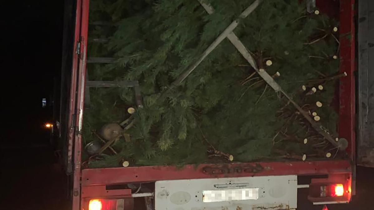 Новорічна контрабанда: на Чернігівщині затримали фуру з 800 соснами Новорічна контрабанда: на Чернігівщині затримали фуру з 800 соснами