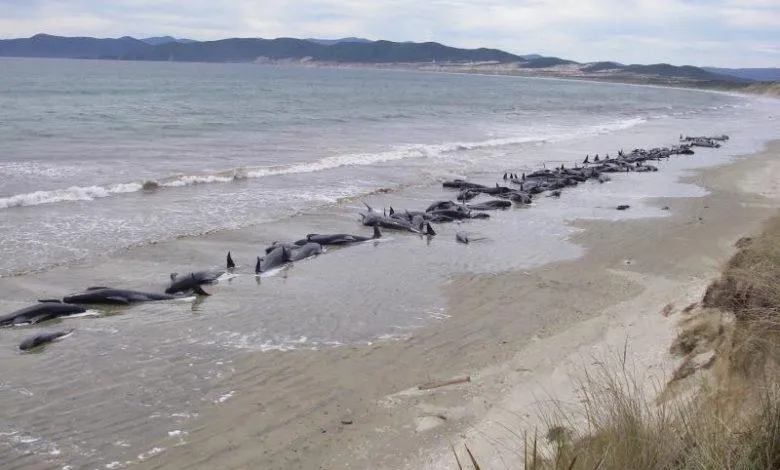 Нова Зеландія Чатем викинулися дельфіни