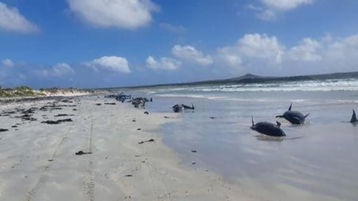 На побережье Новой Зеландии выбросились 126 дельфинов: они погибли На побережье Новой Зеландии выбросились 126 дельфинов: они погибли