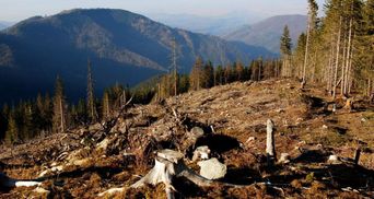 Загрожує велика екологічна катастрофа, – активіст про вирубку лісів у Карпатах