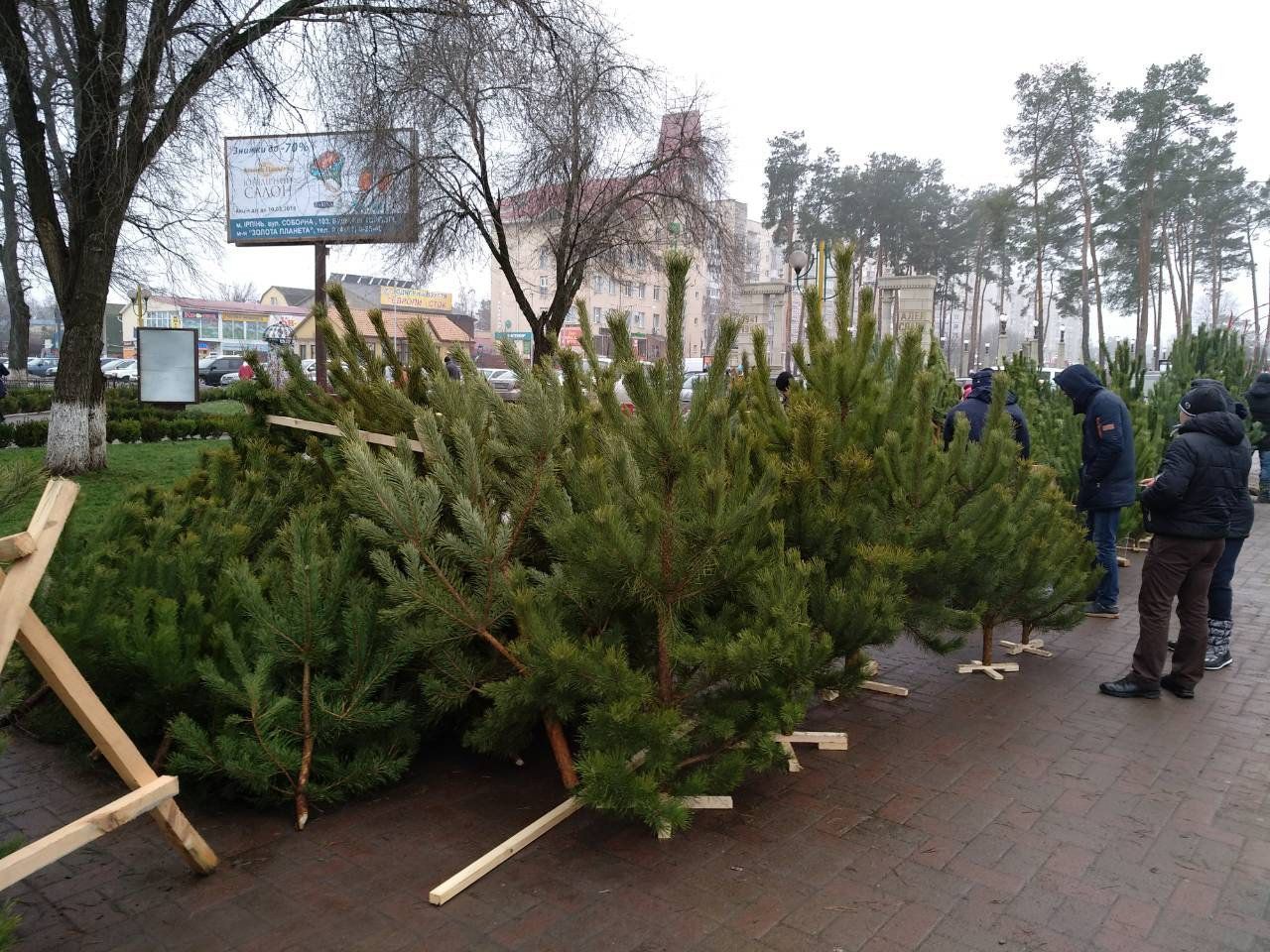 Сколько новогодних деревьев срубают в 2020: цифра Сколько новогодних деревьев срубают в 2020: цифра