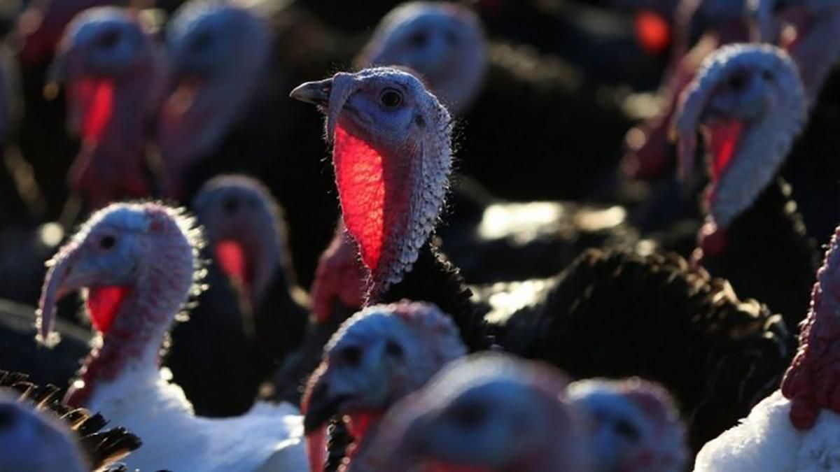 Спалах пташиного грипу в Англії: знищать понад 10 тисяч індиків Спалах пташиного грипу в Англії: знищать понад 10 тисяч індиків