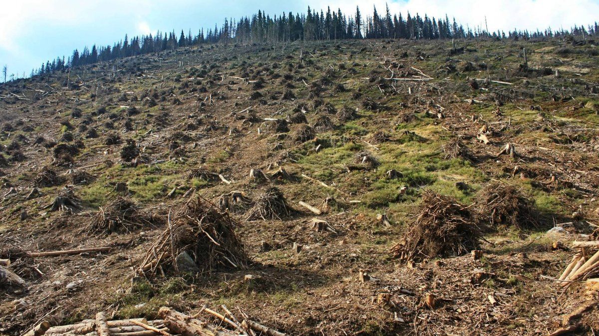 Українські політики спекулюють на проблемі захисту довкілля, – експерт Українські політики спекулюють на проблемі захисту довкілля, – експерт