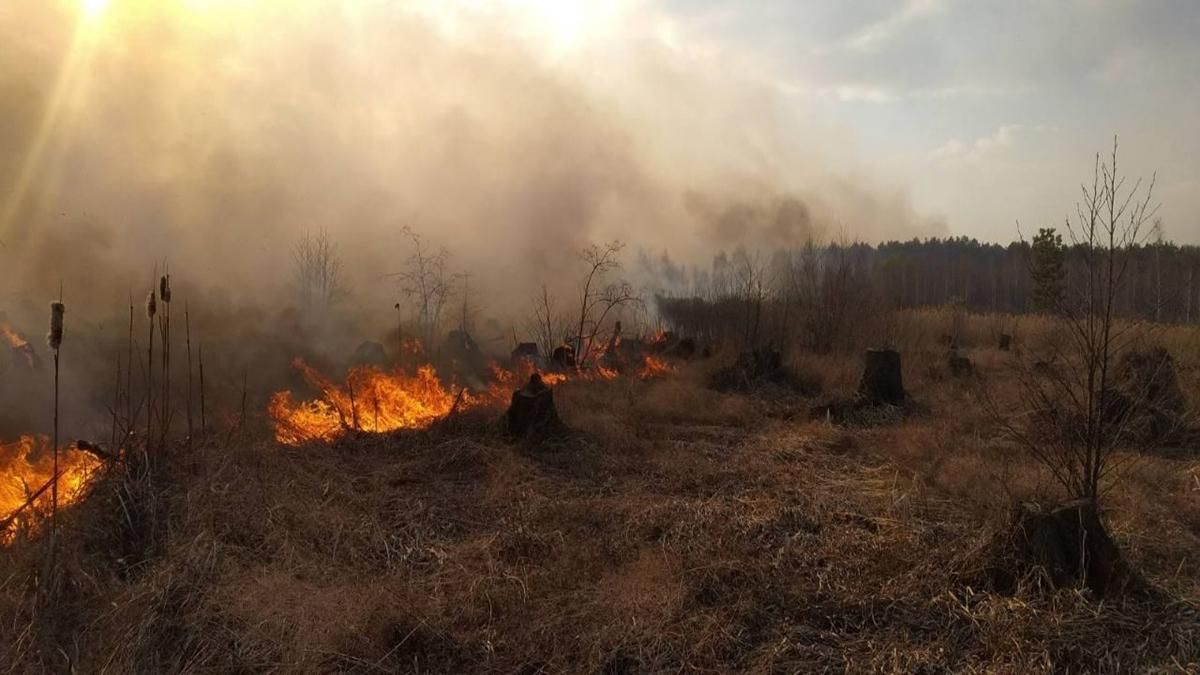 Раді пропонують посилити відповідальність за підпал трави та лісів