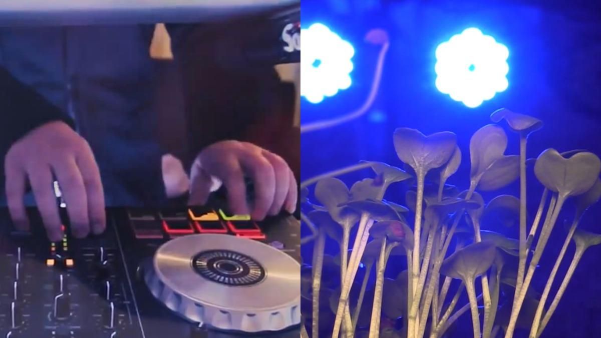 У Кривому Розі діджей вирощує мікрозелень У Кривому Розі діджей вирощує мікрозелень