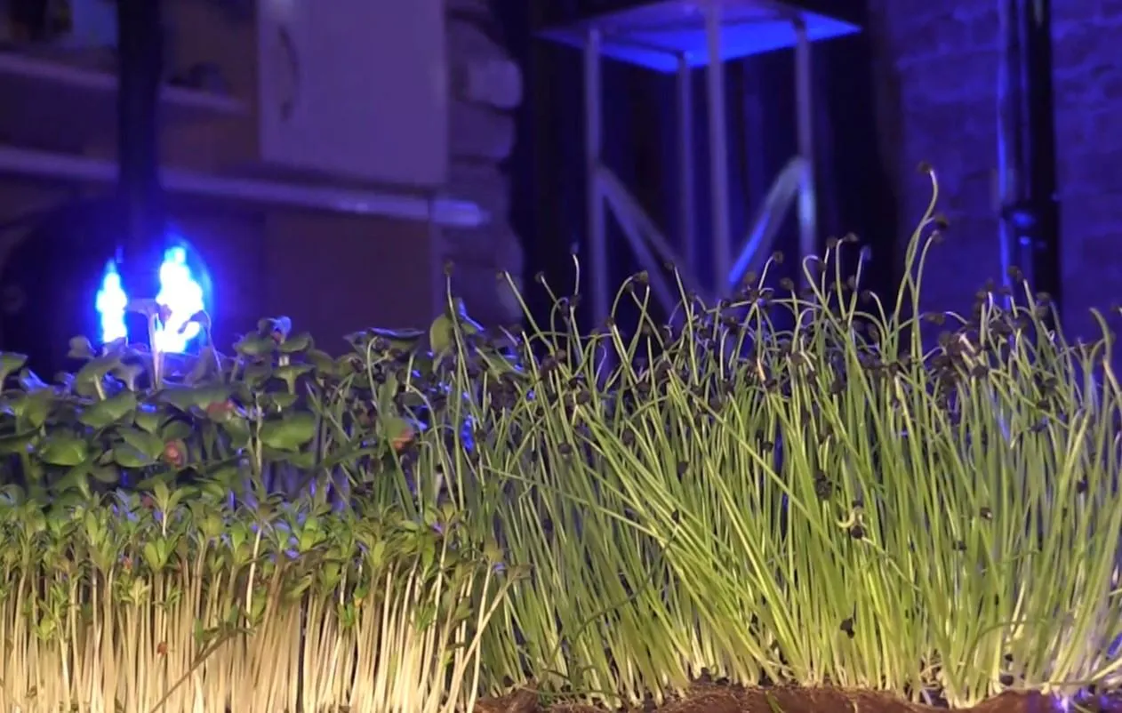 Мікрозелень Мікрозелень