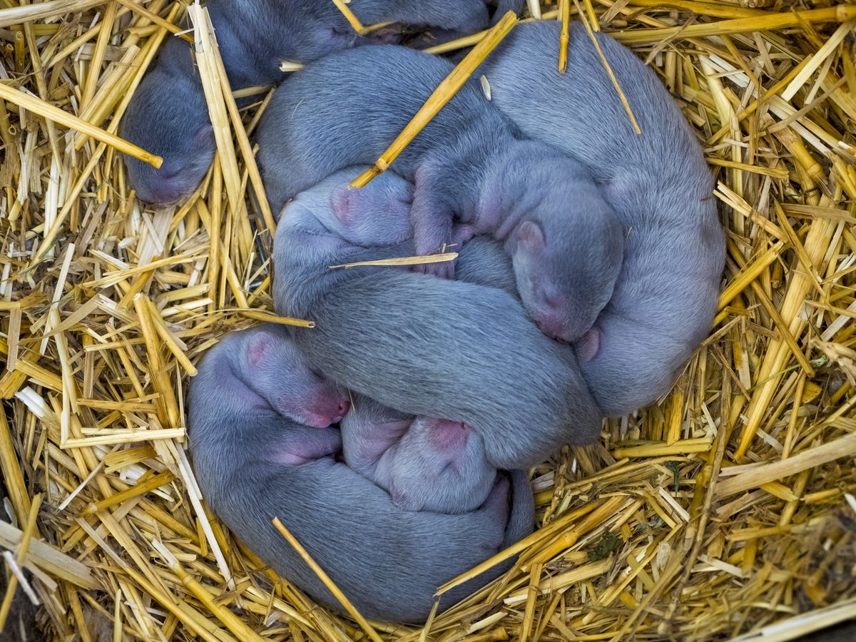 Вспышка коронавируса среди норок: в Литве уничтожат 40 тис. животных Вспышка коронавируса среди норок: в Литве уничтожат 40 тис. животных