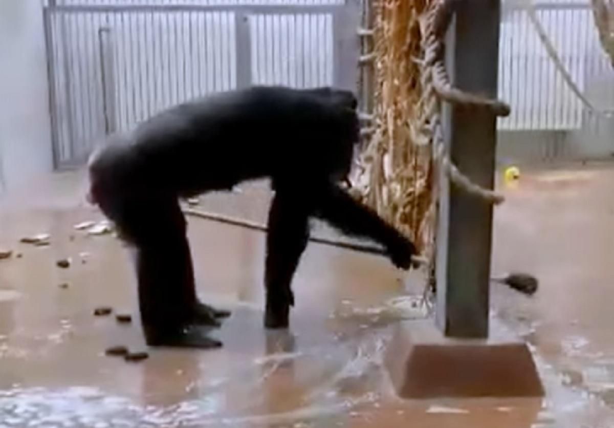 Шимпанзе прибирає у своєму вольєрі в зоопарку Таллінна: відео