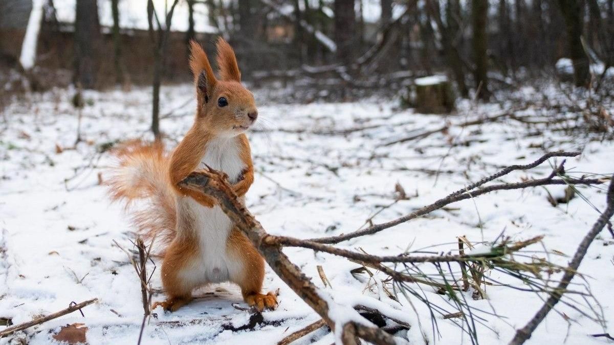 Погода 3 декабря 2020: прогноз от синоптиков Украины Погода 3 декабря 2020: прогноз от синоптиков Украины