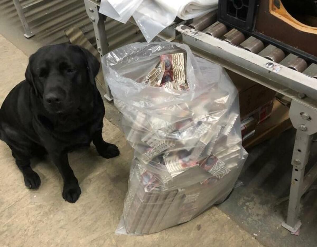 Вынюхал 500 пачек сигарет: служебный пес помог таможенникам найти контрабанду - фото