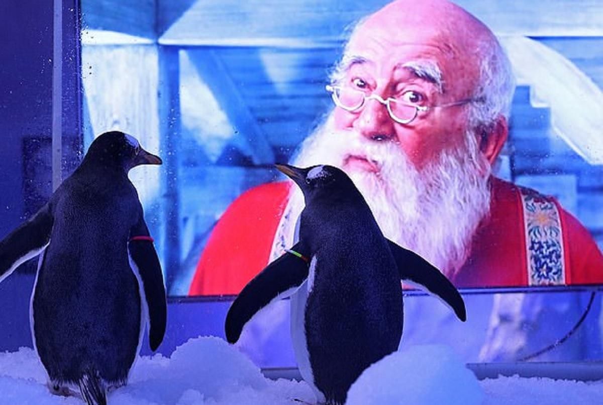 В акваріумі Лондона пінгвінам показували святкові фільми: фото