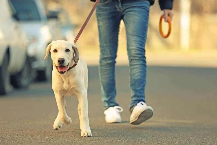 Прогулянка з собакою