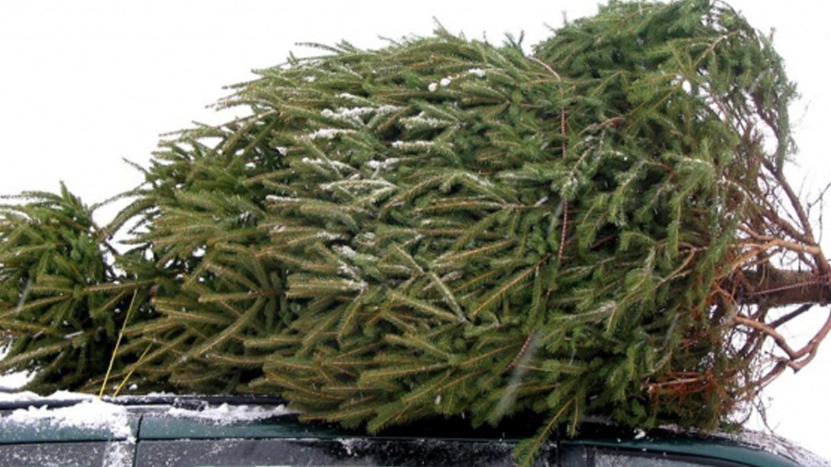В Киеве уже продают новогодние елки В Киеве уже продают новогодние елки