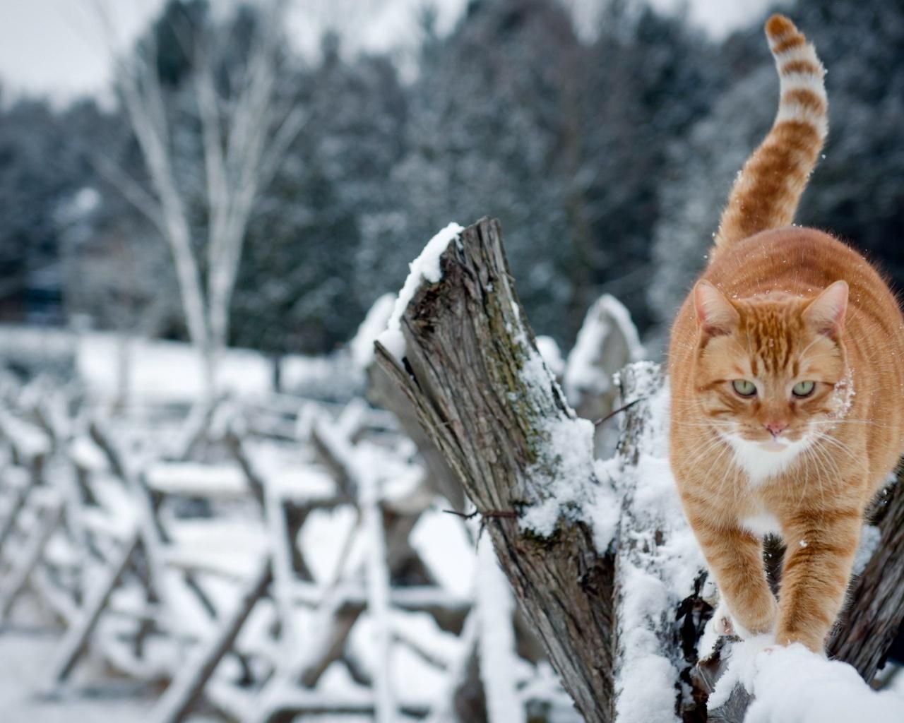 Погода 6 грудня 2020: прогноз від синоптиків України Погода 6 грудня 2020: прогноз від синоптиків України