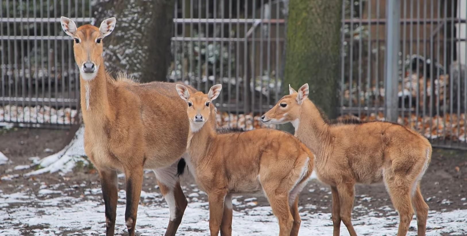 Мешканці київського зоопарку зимують у комфорті: відео
