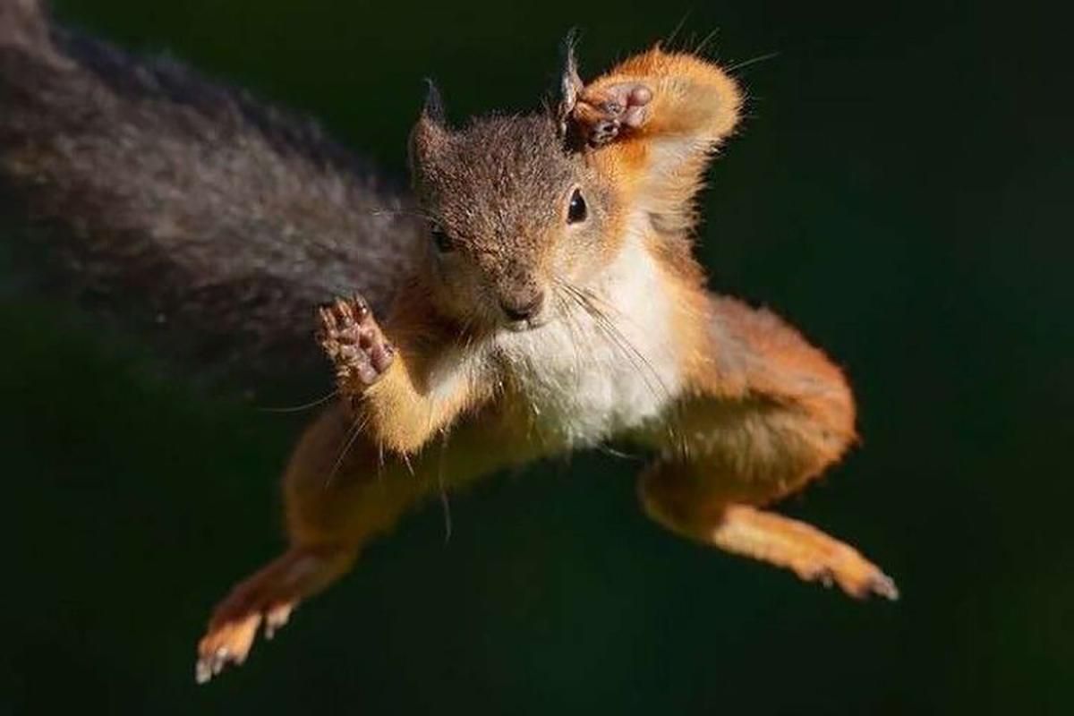 На Житомирщині ввели карантин через скажену білку На Житомирщині ввели карантин через скажену білку