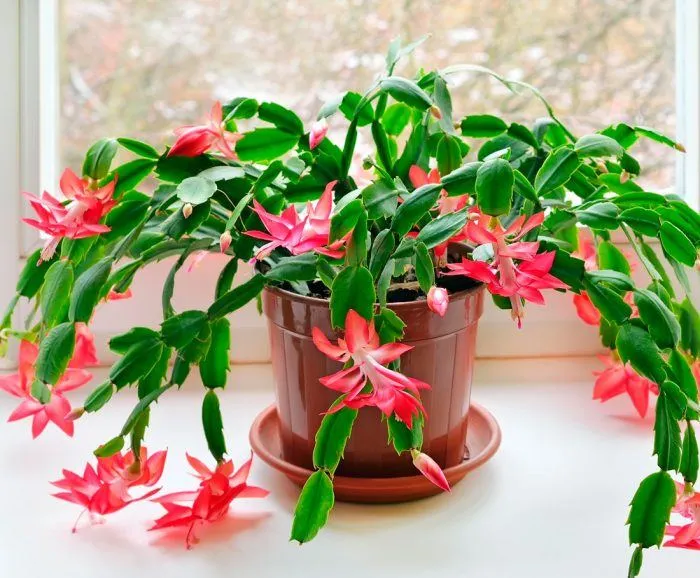 Зигокактус Зигокактус