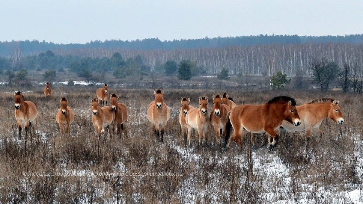 Коні Пржевальського гинуть у пастках у Чорнобильській зоні