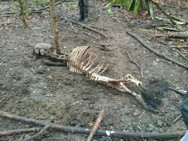 коні Пржевальського гинуть у Чорнобильській зоні