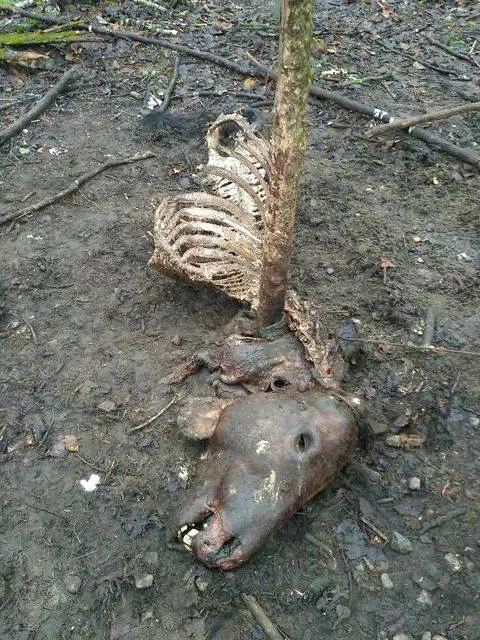 коні Пржевальського гинуть у Чорнобильській зоні