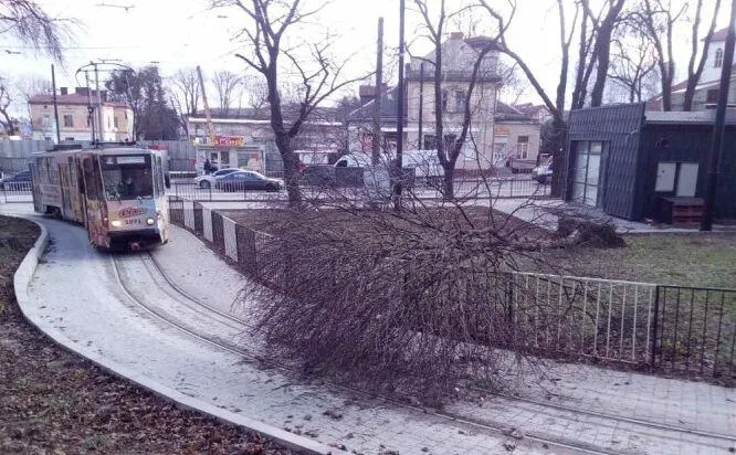 Буревій повалив дерево на трамвайну колію близько 9:44 