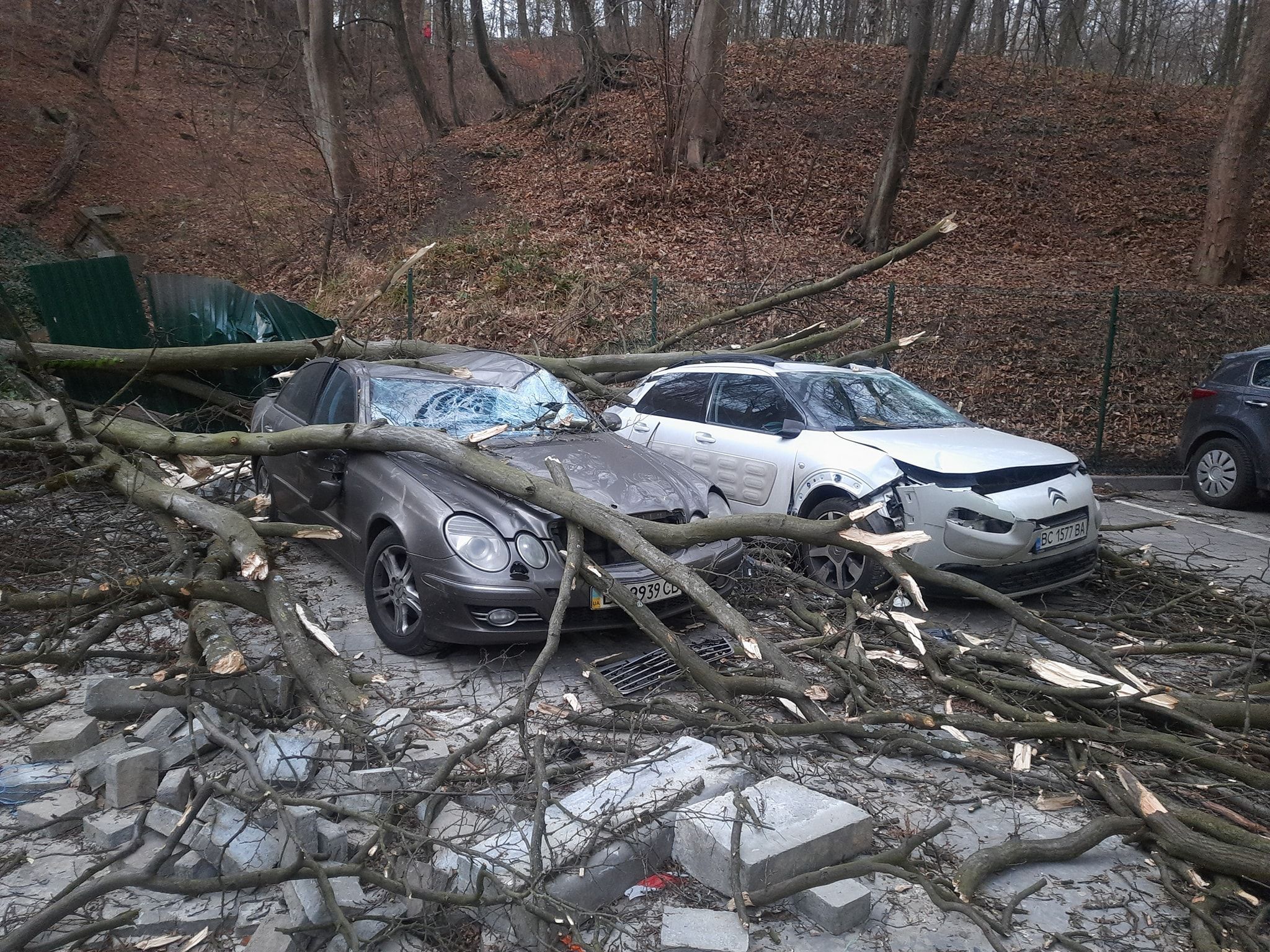 Поваленные деревья и разбитые машины: последствия урагана во Львове - фото