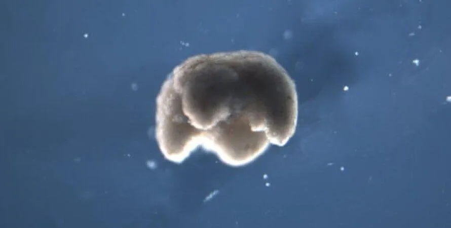 Нові організми Нові організми