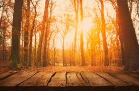 У Європі листопад 2020 року виявився найтеплішим за всю історію спостережень