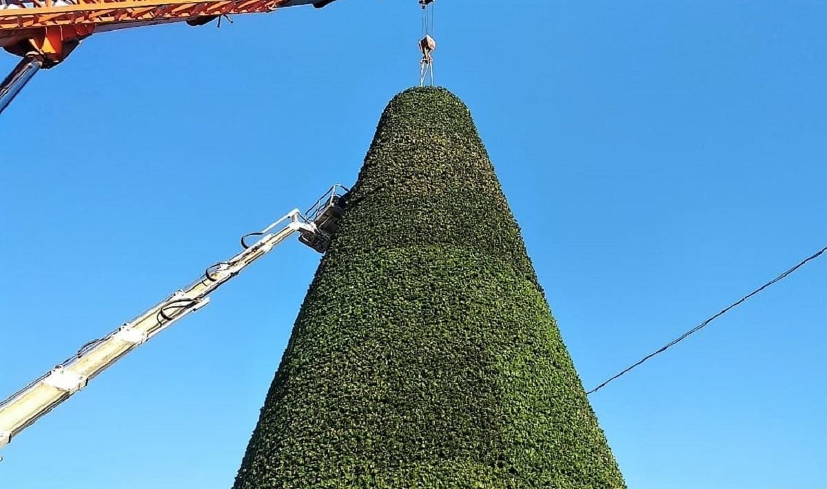 Рулонний газон, труба в килимі: кримчани про ялинку Сімферополя Рулонний газон, труба в килимі: кримчани про ялинку Сімферополя