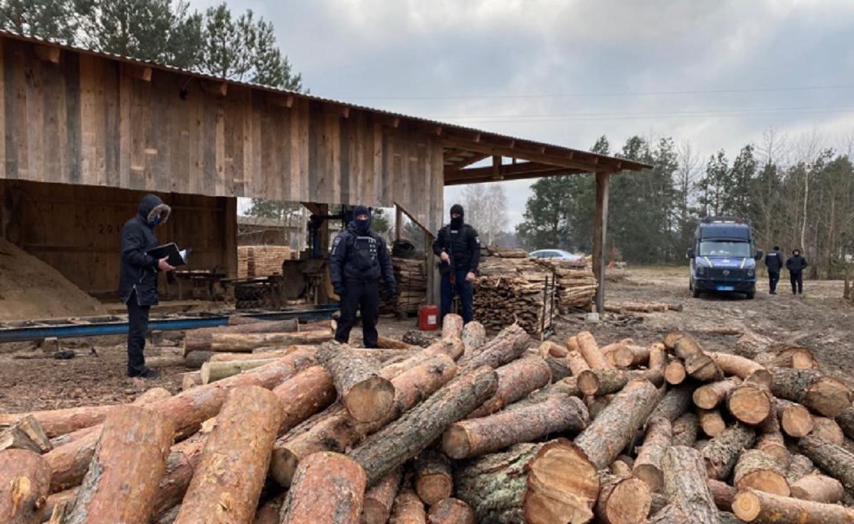 На Волині проводять обшуки через незаконна порубку лісу: фото