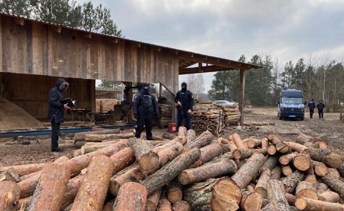 На Волыни проводят обыски по незаконной порубке леса