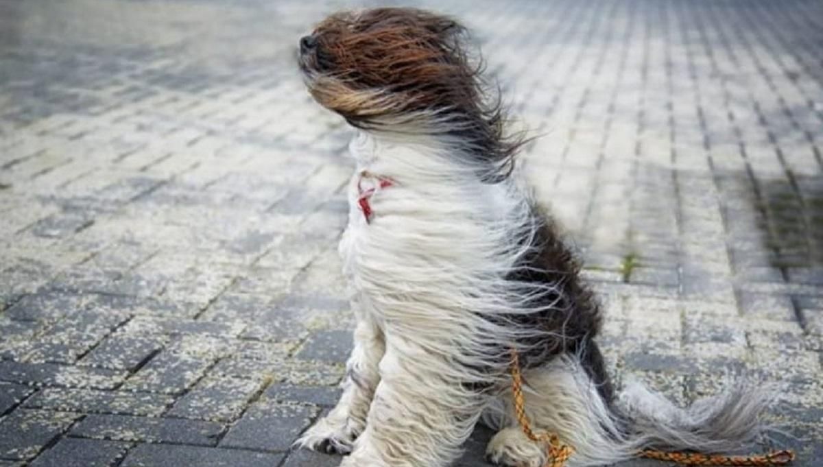 Штормовое предупреждение в Украине 8 декабря 2020: где ждать непогоды Штормовое предупреждение в Украине 8 декабря 2020: где ждать непогоды